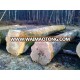 Europen White Ash Veneer Logs