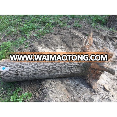 White ASH LOGS for HURLEY