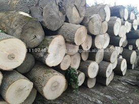 ASH LOGS White