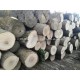 ASH LOGS White